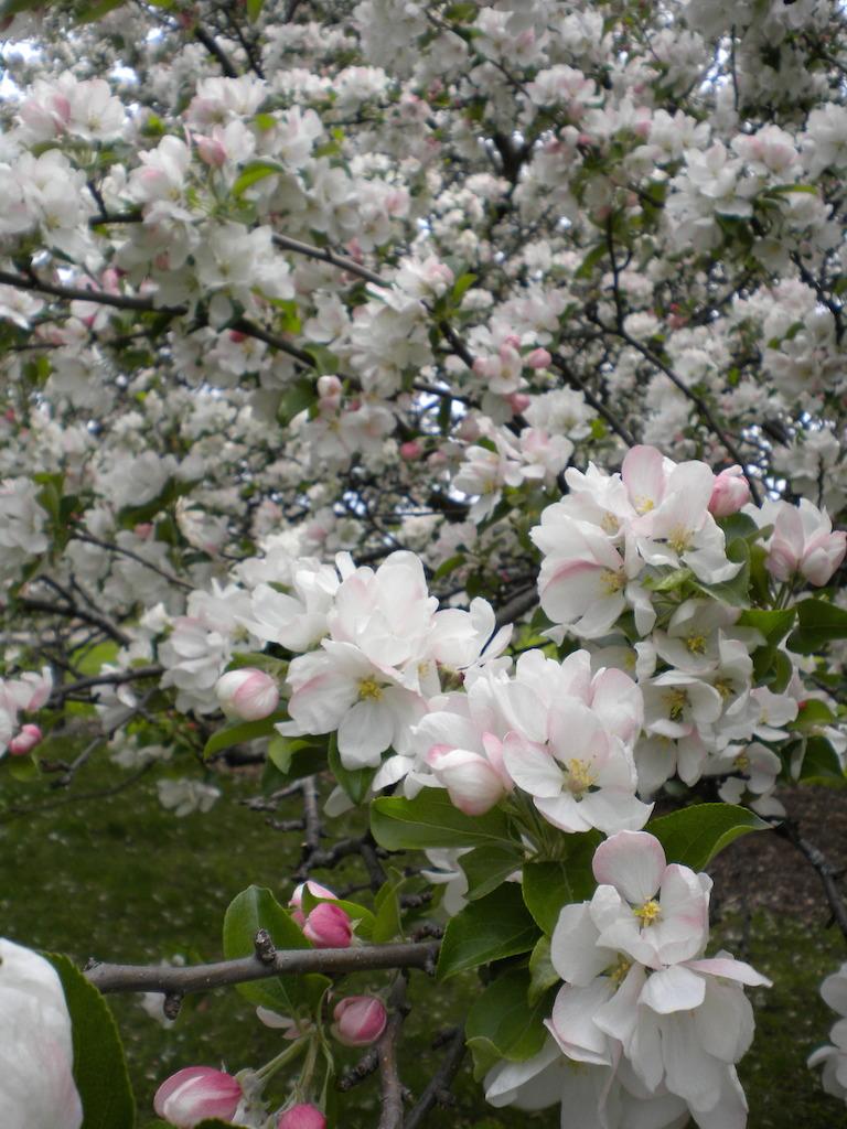 Apple tree blooming with pink-white flowers