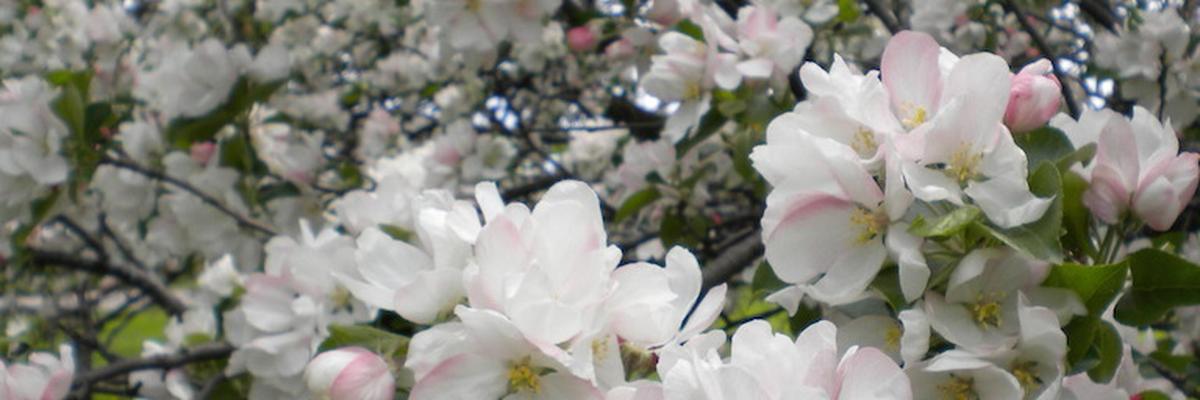 Apple tree blooming with pink-white flowers