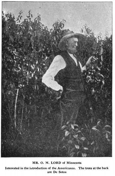 mr o.m. lord of minnesota stands in front of his desoto plum trees