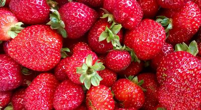Picture of day-neutral strawberries