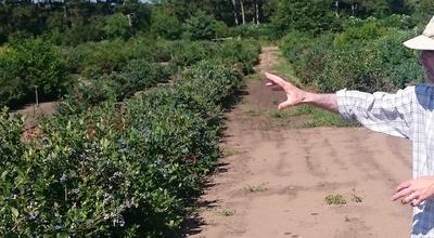 jim luby standing in blueberry variety trial field