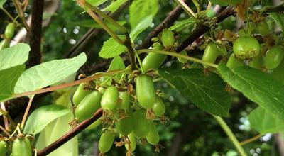 kiwiberries growing on vine