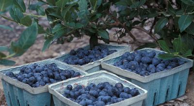 image of harvested blueberries in quart containers under a blueberry shrub