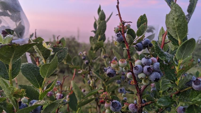 blueberry fruit on plants