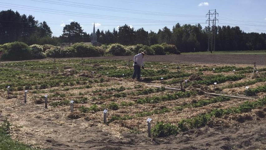 people working in strawberry trial field