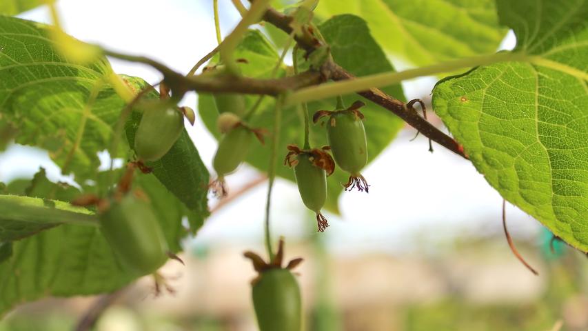 image of kiwiberries growing on vine
