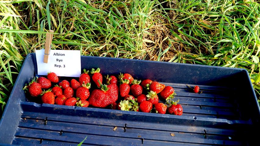 strawberries harvested from research plots