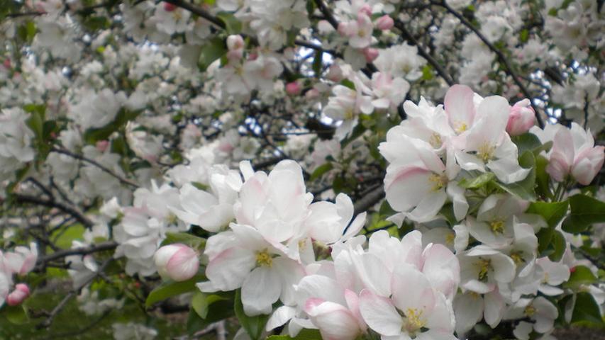 Pomi fructiferi cu flori albe mn mai iunie