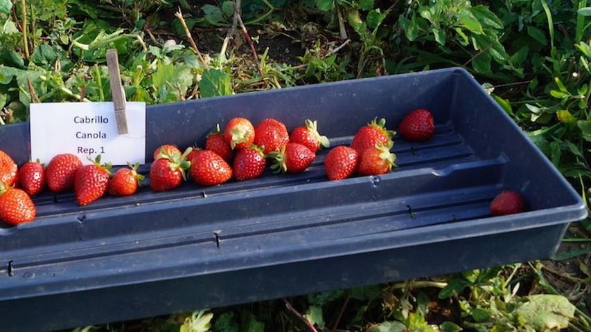 test plot with flat of harvested cabrillo strawberries