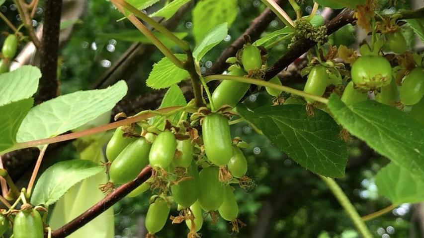 kiwiberries growing on vine