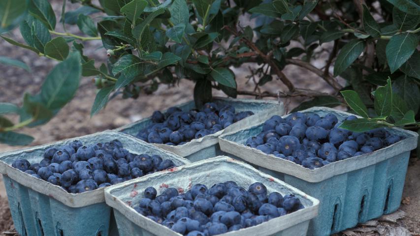 image of harvested blueberries in quart containers under a blueberry shrub