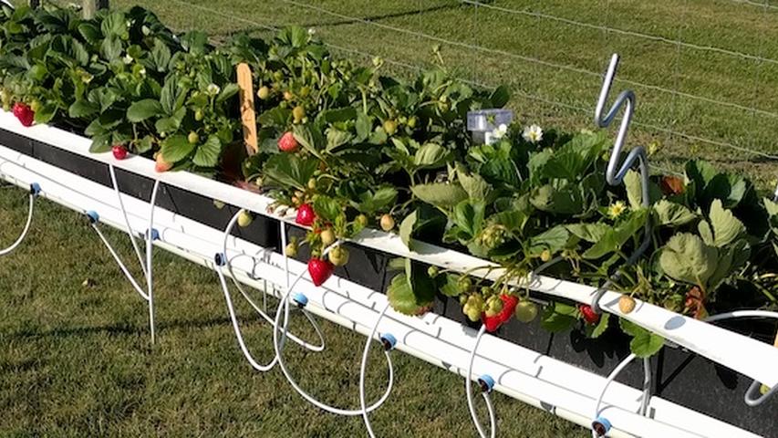 strawberries growing in raised troughs