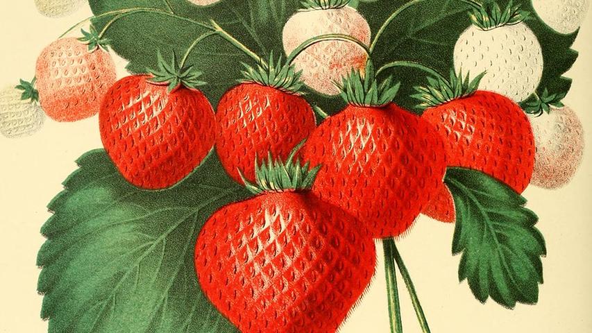 strawberry illustration from 1848